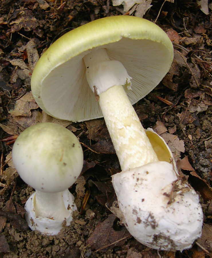 Two Amanita phalloides mushrooms showing all key anatomy: cap, gills, ring (annulus) on the stalk, and volva (cup) at the base, alongside a young egg-stage specimen