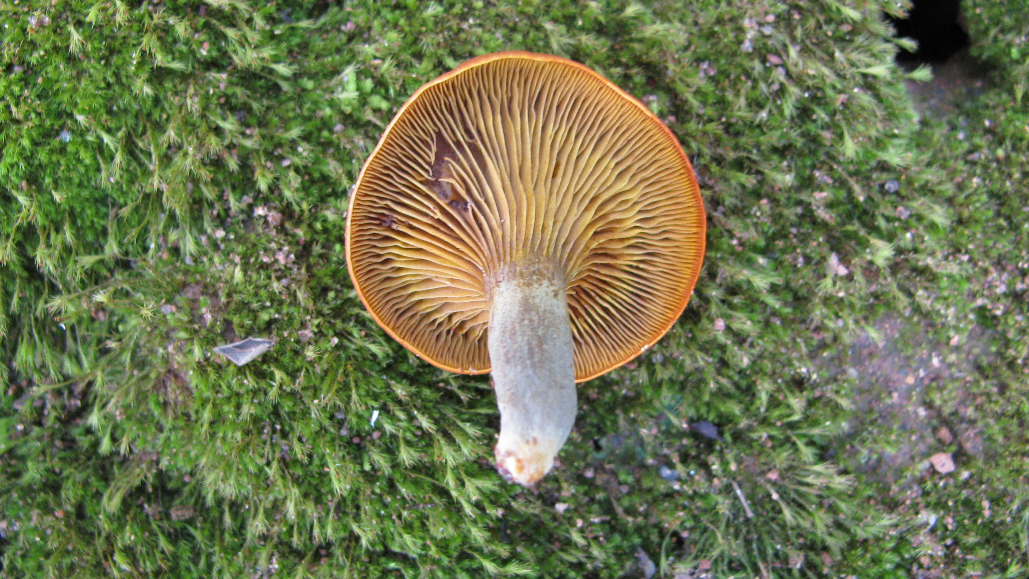 Underside of Omphalotus mushroom showing decurrent gills clearly running down the stalk