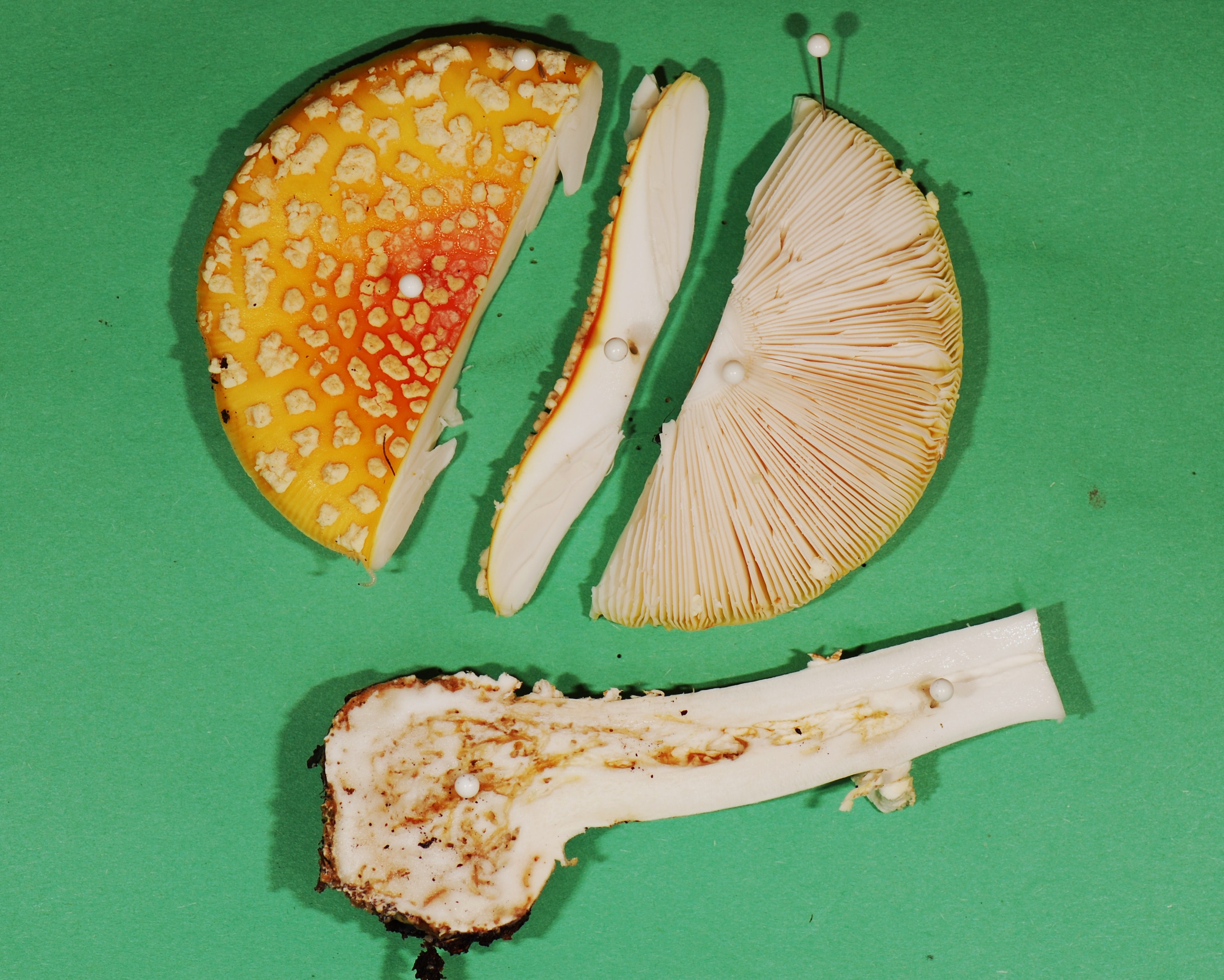 Dissected Amanita muscaria mushroom showing cap surface with white warts, gill cross-section, and hollow stalk interior