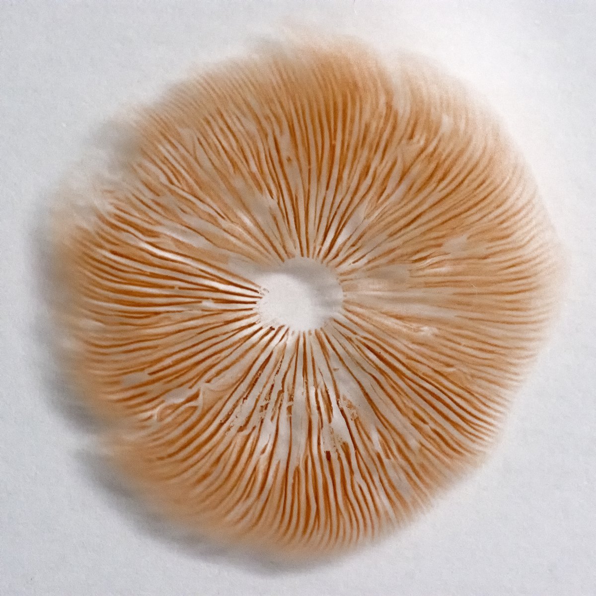 Mushroom spore print showing radiating gill pattern in pink-brown on white paper