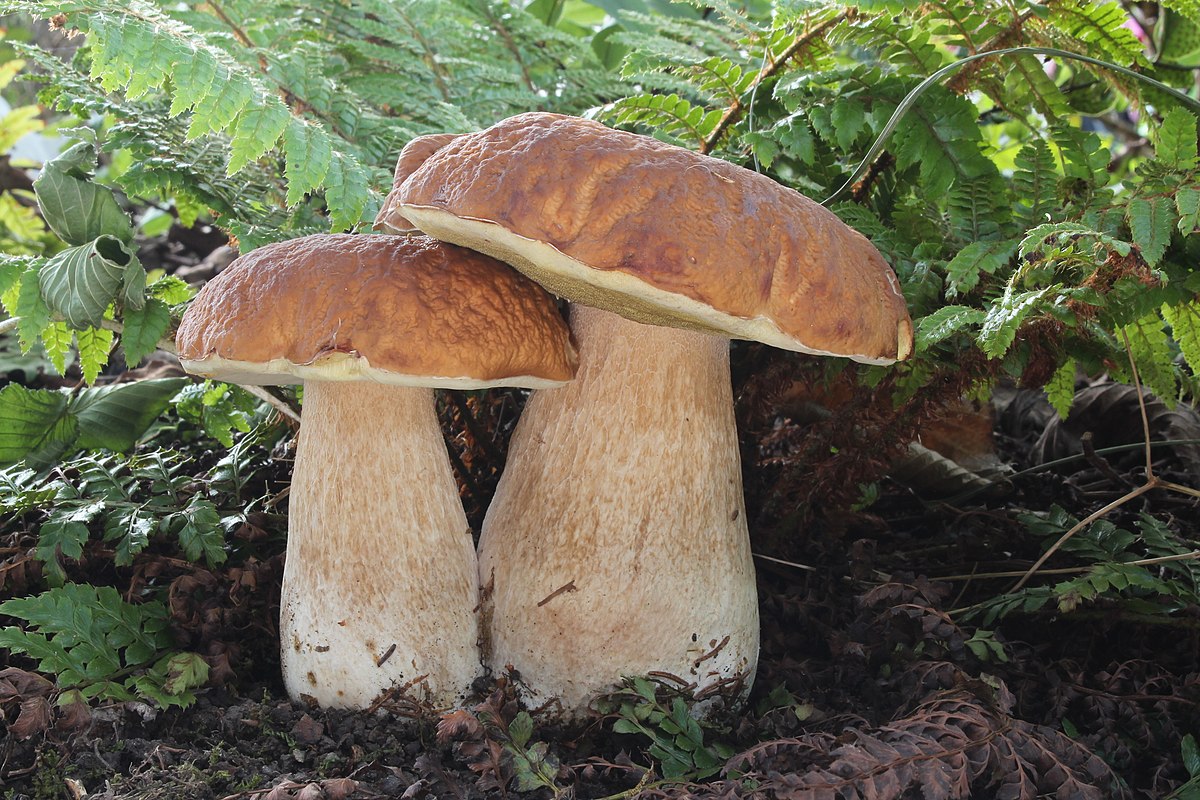 Two porcini mushrooms (Boletus edulis) growing among ferns on forest floor