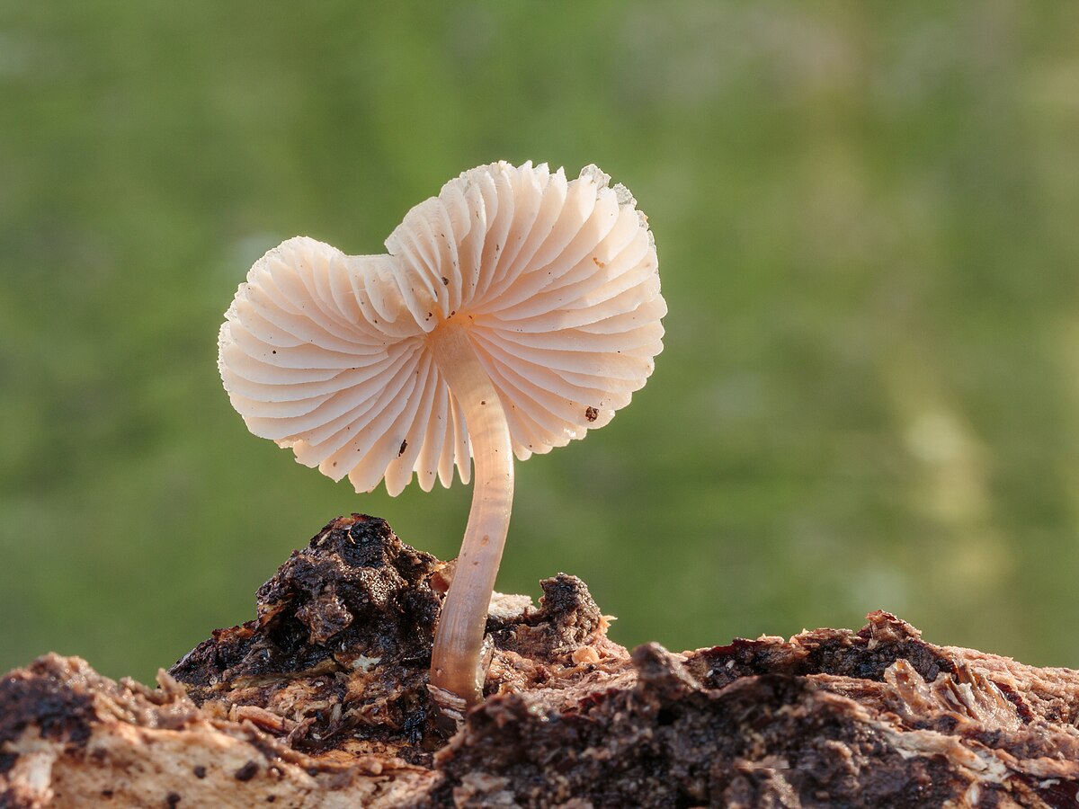 Common Bonnet mushroom (Mycena galericulata) viewed from below showing delicate radiating gills