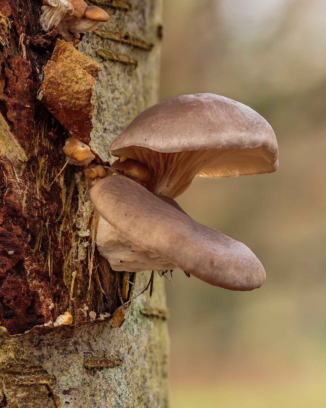 Oyster mushrooms (Pleurotus ostreatus) growing on tree bark showing gills clearly visible underneath the caps