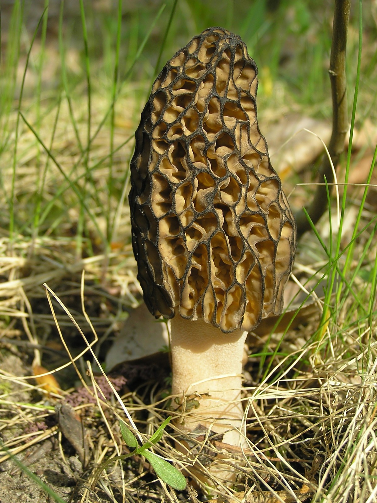 Single morel mushroom with honeycomb-patterned cap growing on forest floor