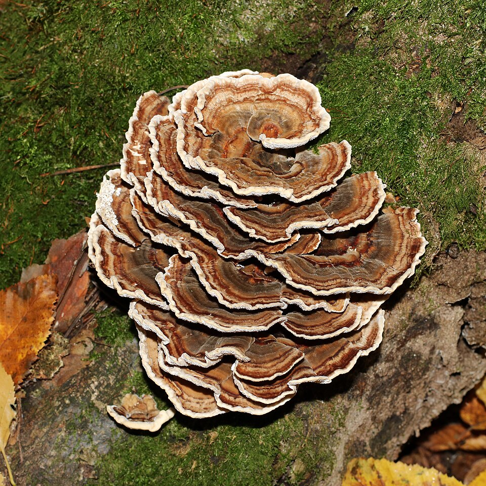 Turkey Tail bracket fungus with concentric color bands growing on a mossy log