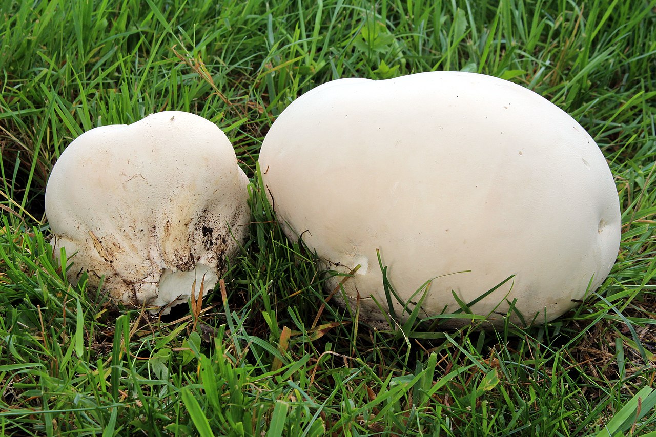 Two white giant puffball mushrooms sitting in green grass