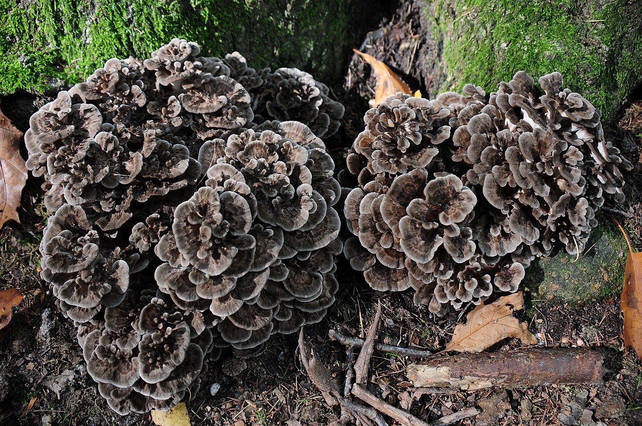 Large Hen of the Woods mushroom (Grifola frondosa) with overlapping grey-brown fronds growing at the base of a tree
