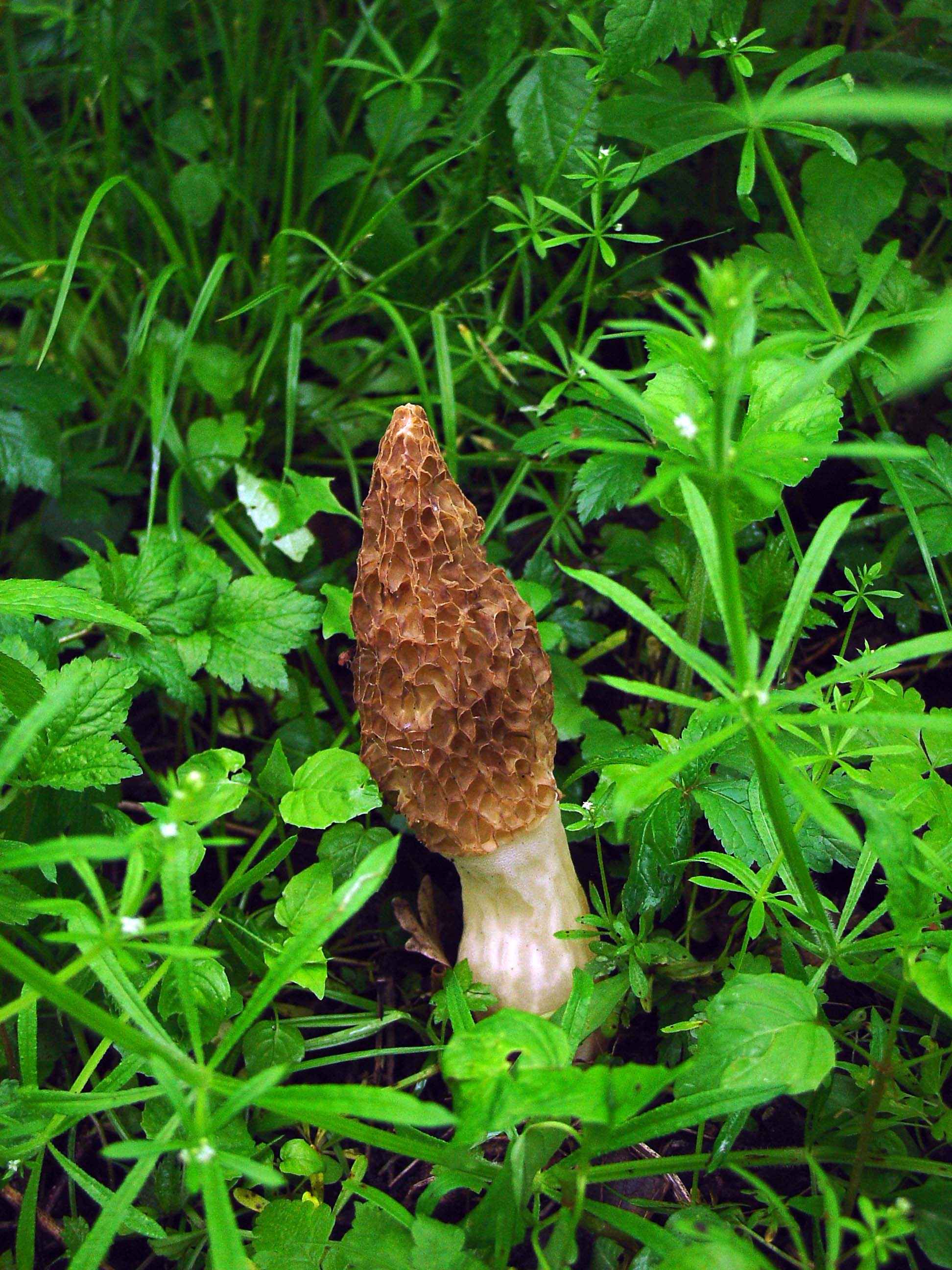 Wild morel mushroom (Morchella esculenta) growing among green vegetation on the forest floor
