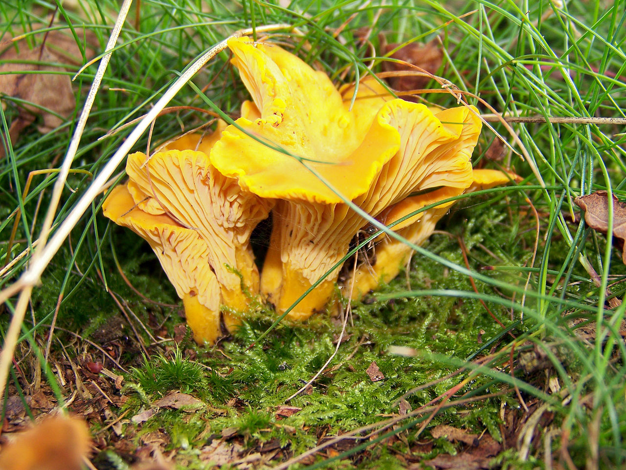 Golden chanterelle mushrooms (Cantharellus cibarius) growing in moss and grass on the forest floor