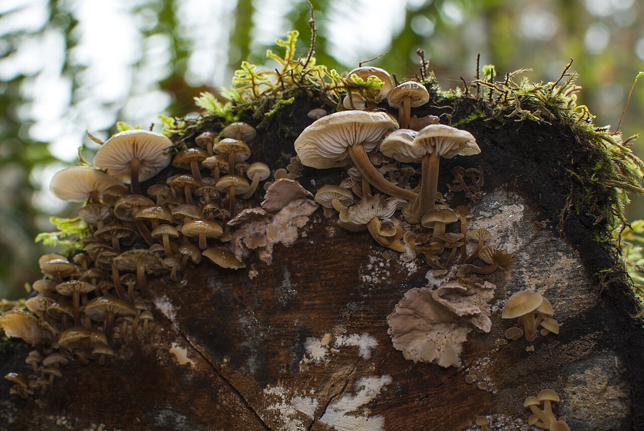 Cluster of Velvet Shank mushrooms (Flammulina velutipes) growing on a mossy dead log